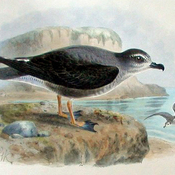 Mottled Petrel